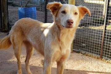 Câmara de BH debate sobre o impacto dos fogos de artifícios para os animais