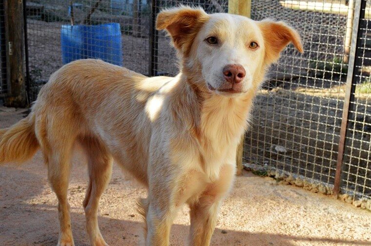 Animais resgatados após rompimento de barragem em Mariana são disponibilizados para adoção