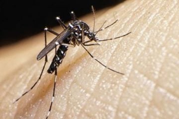 Pesquisa: vírus Zika traz prejuízos motores e de memória a adultos