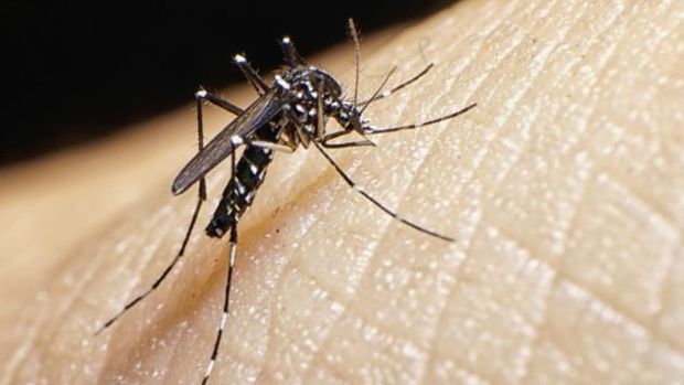 Pesquisa: vírus Zika traz prejuízos motores e de memória a adultos