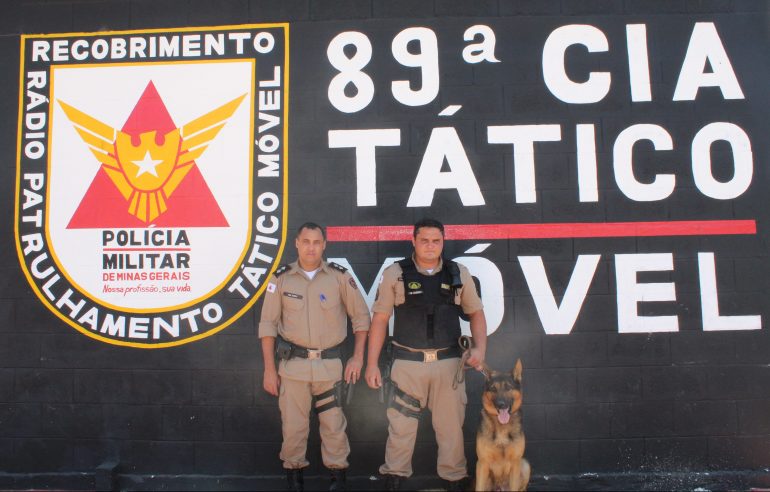 cães farejadores
