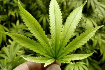 Justiça de MG autoriza família a cultivar maconha para fins medicinais