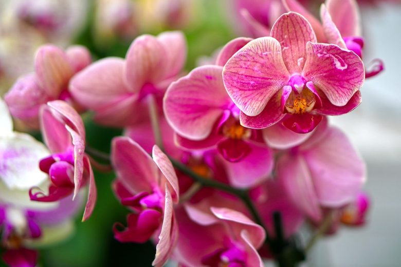 Associação realiza exposição de orquídeas neste final de semana em Itabira