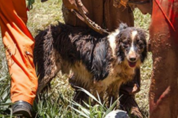 Bombeiros lamentam a morte de cão que ajudou nos resgates em Brumadinho
