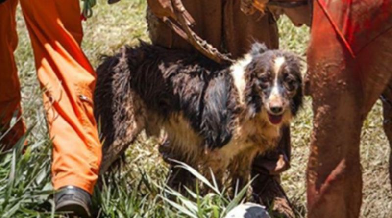 Bombeiros lamentam a morte de cão que ajudou nos resgates em Brumadinho