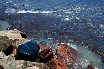 Mancha de óleo no Nordeste ameaça tartarugas, aves e peixe-boi