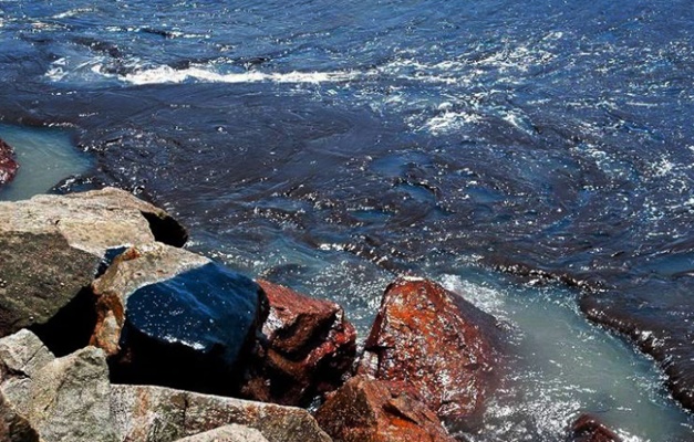 Mancha de óleo no Nordeste ameaça tartarugas, aves e peixe-boi