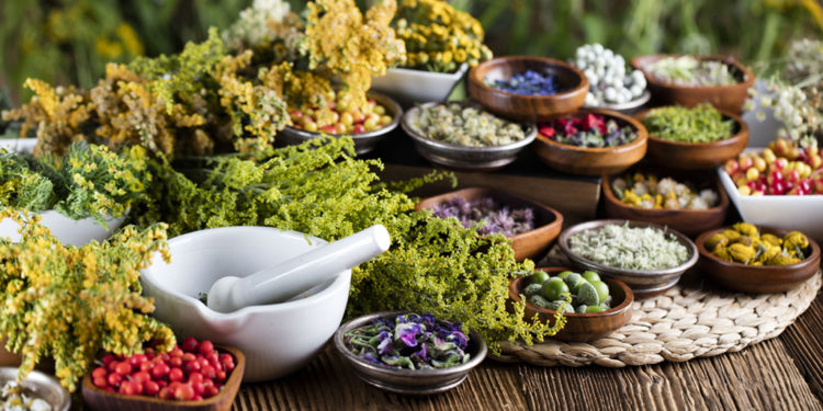 Curso gratuito sobre plantas medicinais é oferecido em Conceição