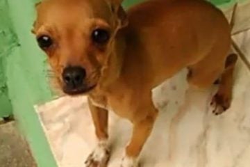 Professora que teve casa arrombada reencontra cachorro sumido desde o crime