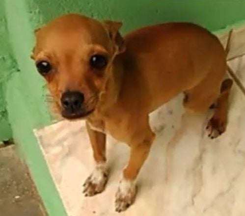 Professora que teve casa arrombada reencontra cachorro sumido desde o crime