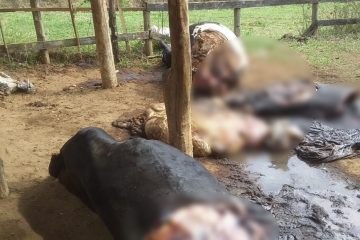 Bandidos invadem fazenda e abatem animais para furtar carne