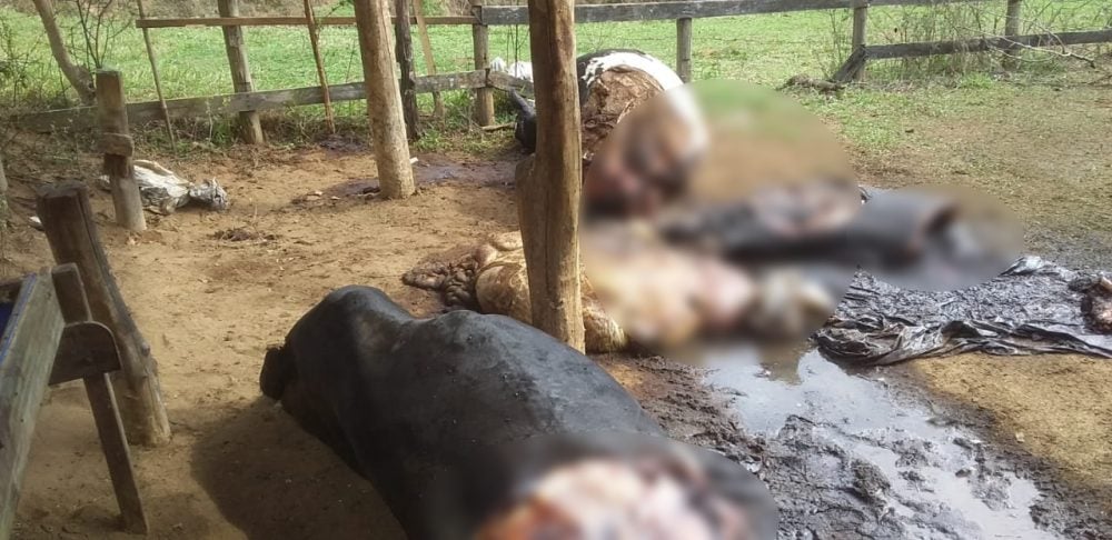 Bandidos invadem fazenda e abatem animais para furtar carne