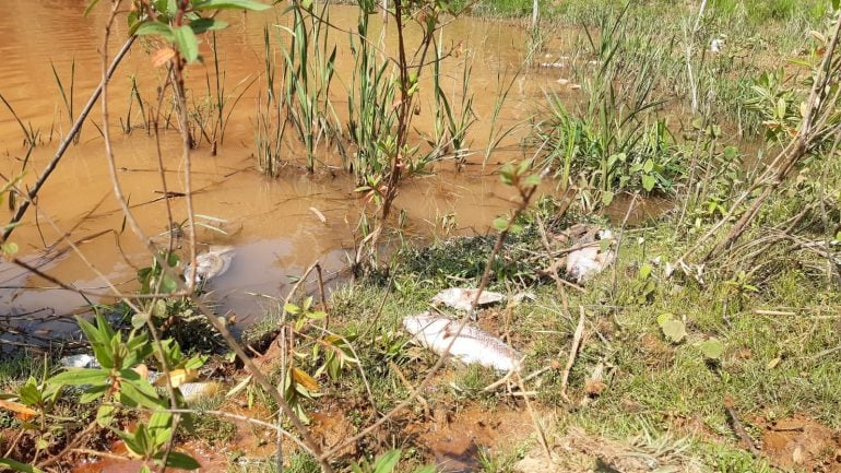 Polícia Ambiental questiona mortandade de peixes em represa da Vale