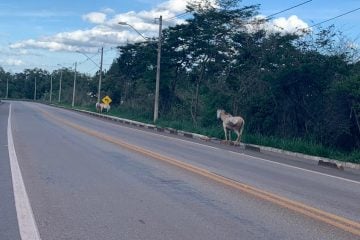 Animais na pista levam perigo a motoristas próximo ao bairro Conceição