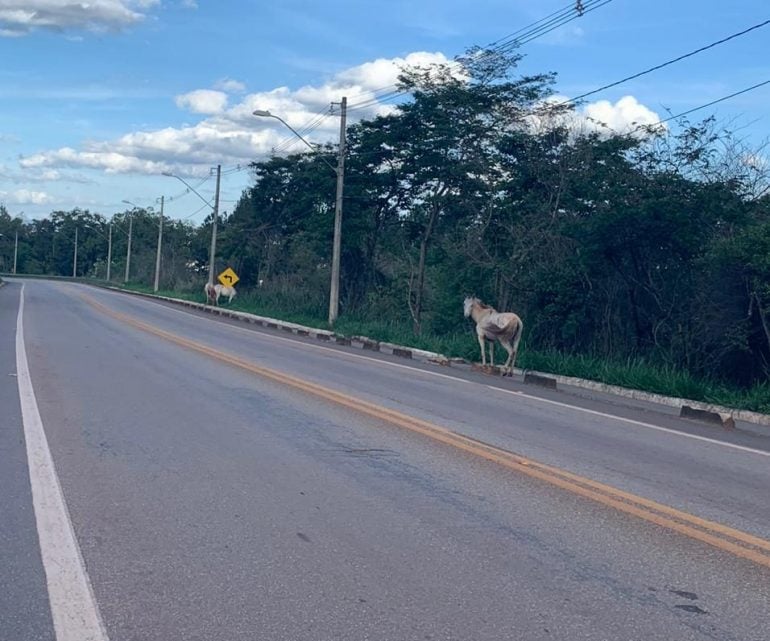 Animais na pista levam perigo a motoristas próximo ao bairro Conceição