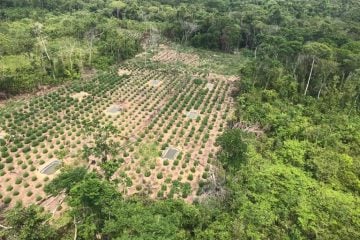 Operação destrói 360 mil pés de maconha no Maranhão e Pará