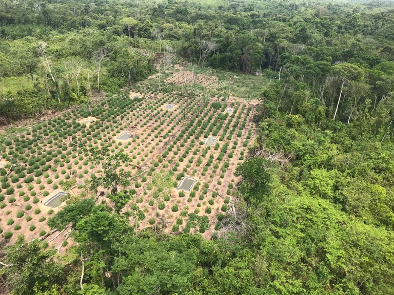 Operação destrói 360 mil pés de maconha no Maranhão e Pará