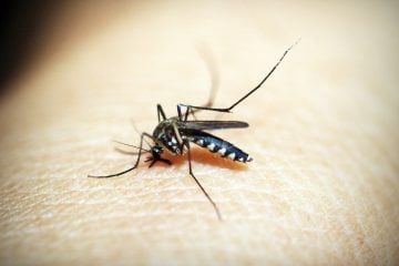 Casos de morte por dengue aumentam 5 vezes em relação ao ano passado