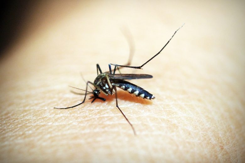 Casos de morte por dengue aumentam 5 vezes em relação ao ano passado