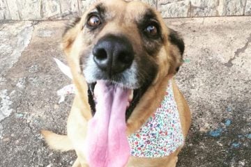Cadela atropelada em Monlevade é adotada após recuperar de cirurgia