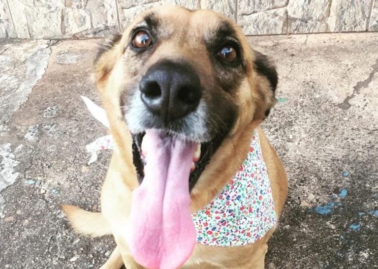 Cadela atropelada em Monlevade é adotada após recuperar de cirurgia