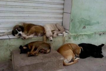 Senado deve votar projeto que proíbe sacrifício de animais de rua