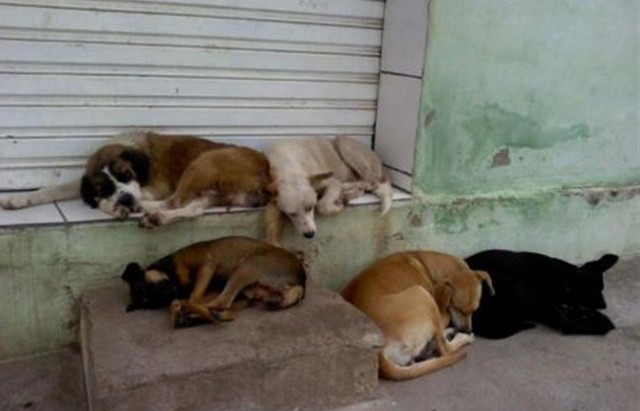 Senado deve votar projeto que proíbe sacrifício de animais de rua