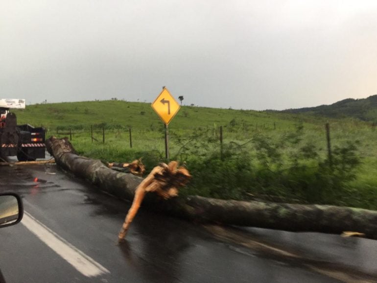 Queda de árvores leva risco a motoristas na BR-381
