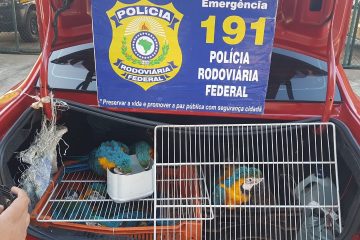 Carro com 20 araras é flagrado pela PRF em João Monlevade