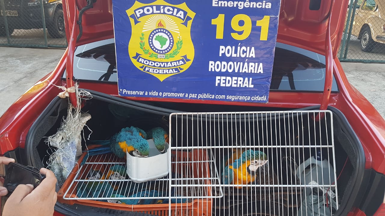Carro com 20 araras é flagrado pela PRF em João Monlevade