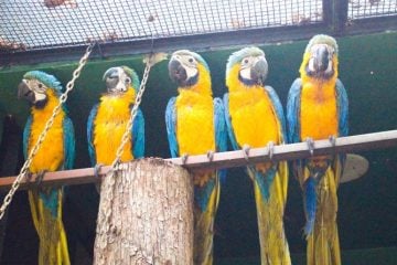 Araras resgatadas pela PRF chegam a santuário em Ipatinga