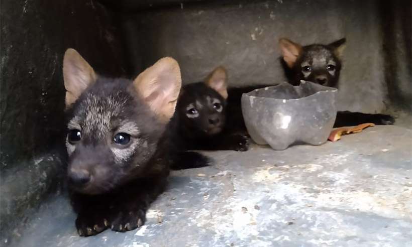 Cruzeirense apela ao sobrenatural e é multado por criar filhotes de raposas no interior de Minas