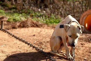 Câmara dos Deputados aprova aumento de pena para maus tratos a cães e gatos