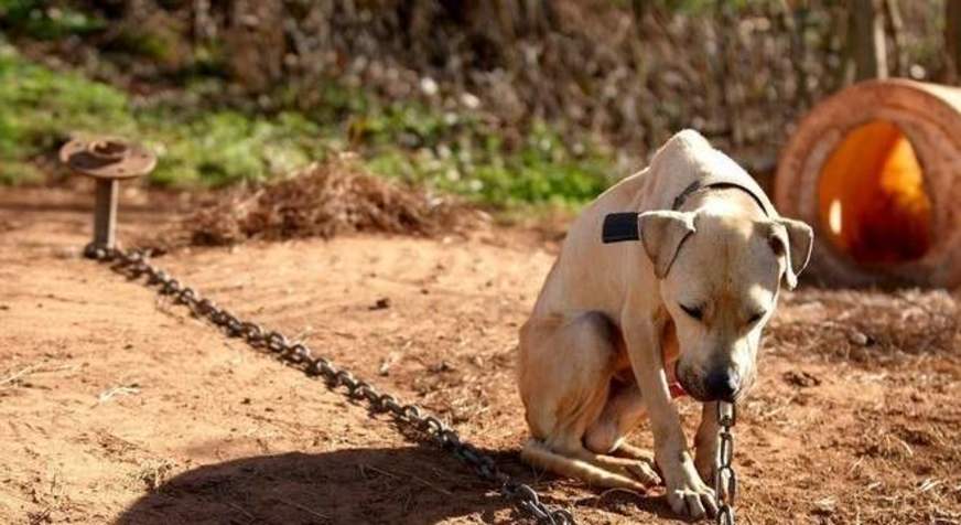 Câmara dos Deputados aprova aumento de pena para maus tratos a cães e gatos