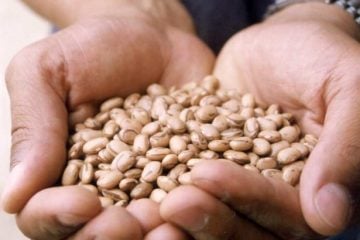 Feijão apresenta maior alta de preços ao produtor, segundo diz Conab