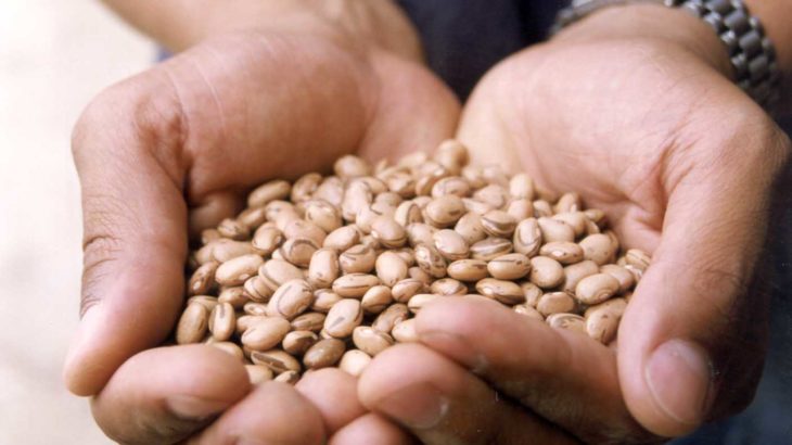 Feijão apresenta maior alta de preços ao produtor, segundo diz Conab