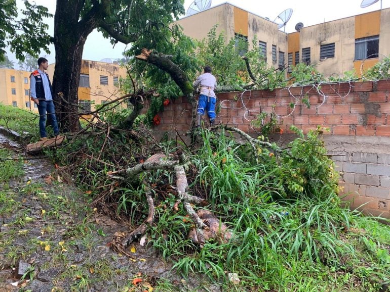 Chuva intensa em Itabira derruba árvores em pontos diferentes da cidade