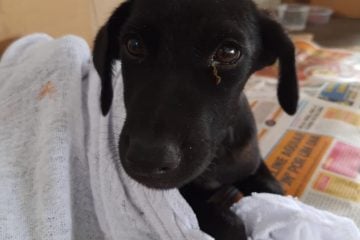 Cachorro atropelado em Itabira precisa de lar temporário para se recuperar