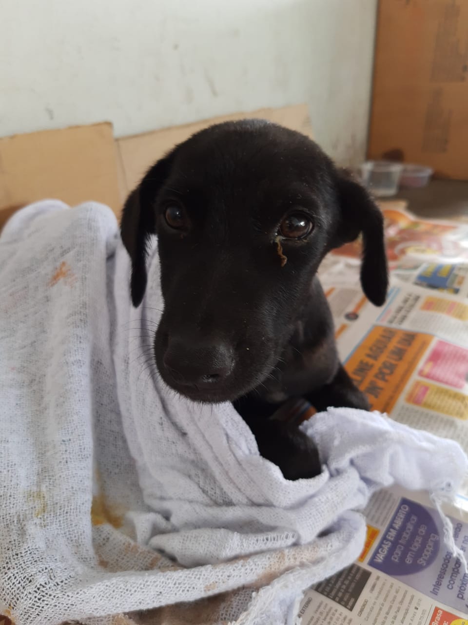 Cachorro atropelado em Itabira precisa de lar temporário para se recuperar