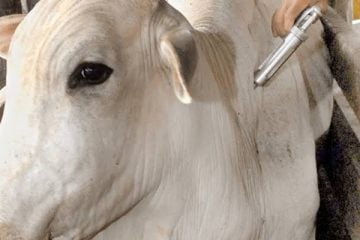 Mais de 84 milhões de animais foram vacinados contra febre aftosa no país