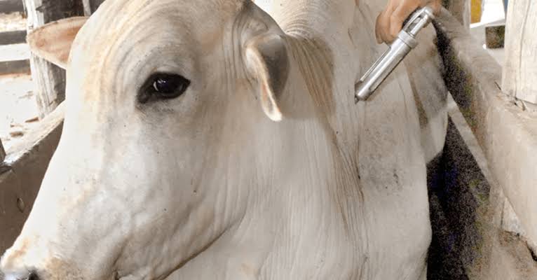 Mais de 84 milhões de animais foram vacinados contra febre aftosa no país