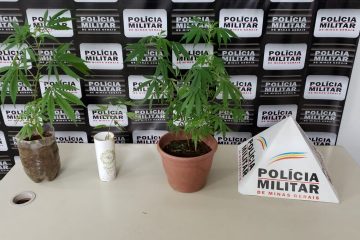 Jovem é preso com 4 pés de maconha dentro de casa em Monlevade