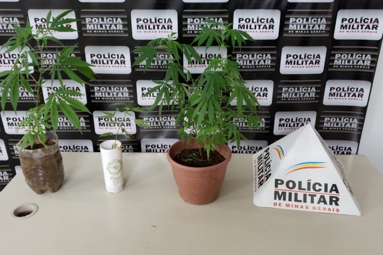 Jovem é preso com 4 pés de maconha dentro de casa em Monlevade