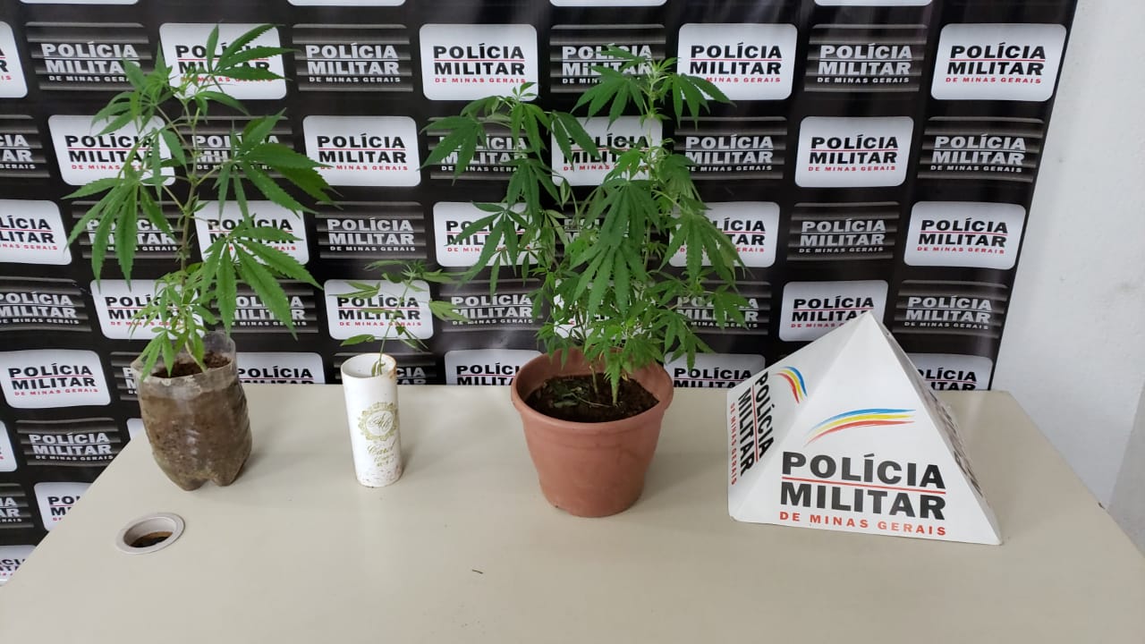 Jovem é preso com 4 pés de maconha dentro de casa em Monlevade
