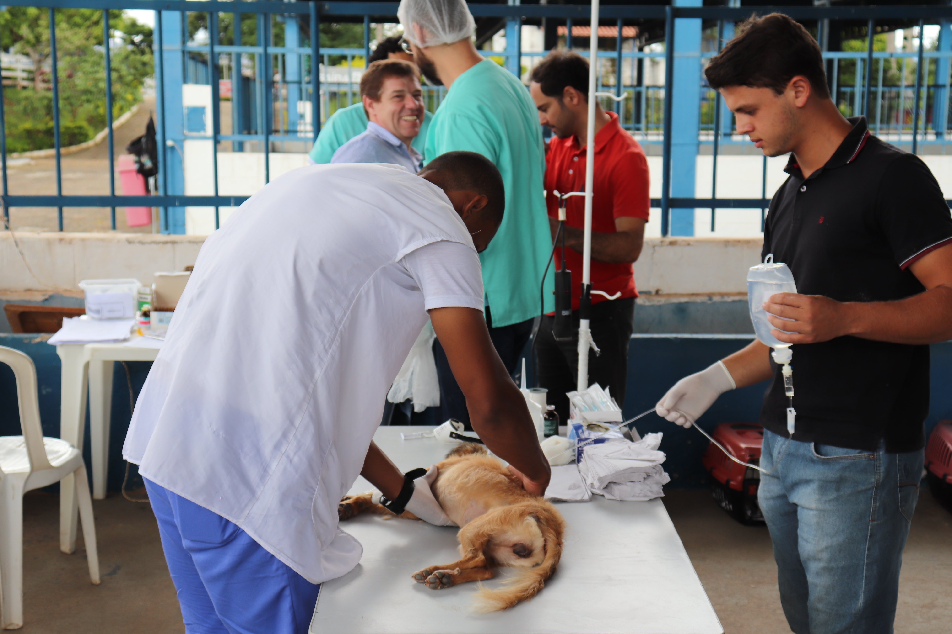 Município castra dezenas de animais e visa continuidade para reduzir superpopulação de cães e gatos nas ruas
