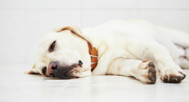 Parvovirose: o que é e como proteger os cães dessa doença?