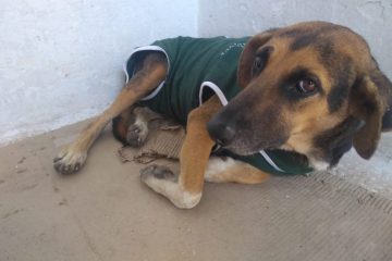 Itabira retoma castração de animais abandonados