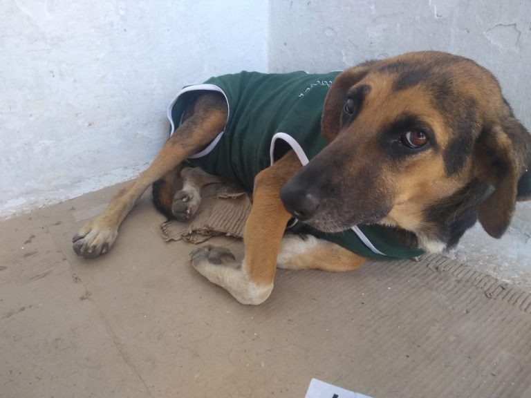 Itabira retoma castração de animais abandonados