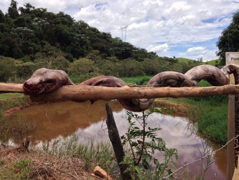 Cobra de quase três metros é encontrada em Ipoema