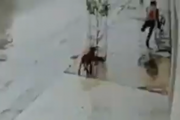 Sem uma perna, homem furta agência e foge de bicicleta; veja o vídeo